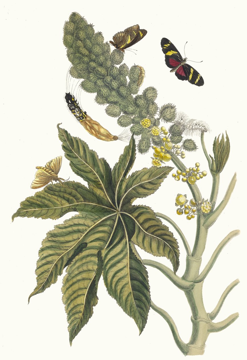 Palma Christi. Do livro Metamorphosis insectorum Surinamensium, 1705. de Maria Sibylla Merian