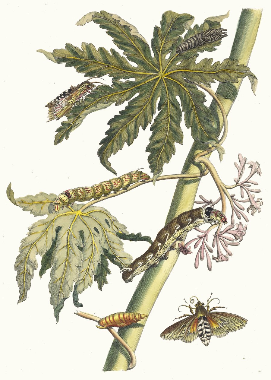 Papai. Do livro Metamorphosis insectorum Surinamensium, 1705. de Maria Sibylla Merian