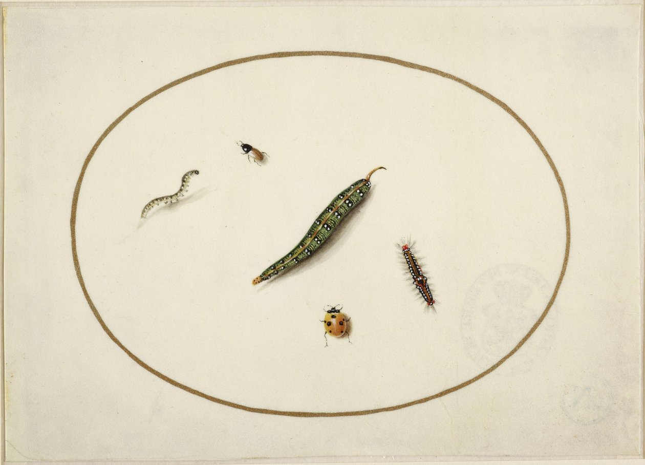 Lagartas e insectos, num oval horizontal, delimitados por uma linha dourada, finamente executados como uma miniatura de Maria Sibylla Merian