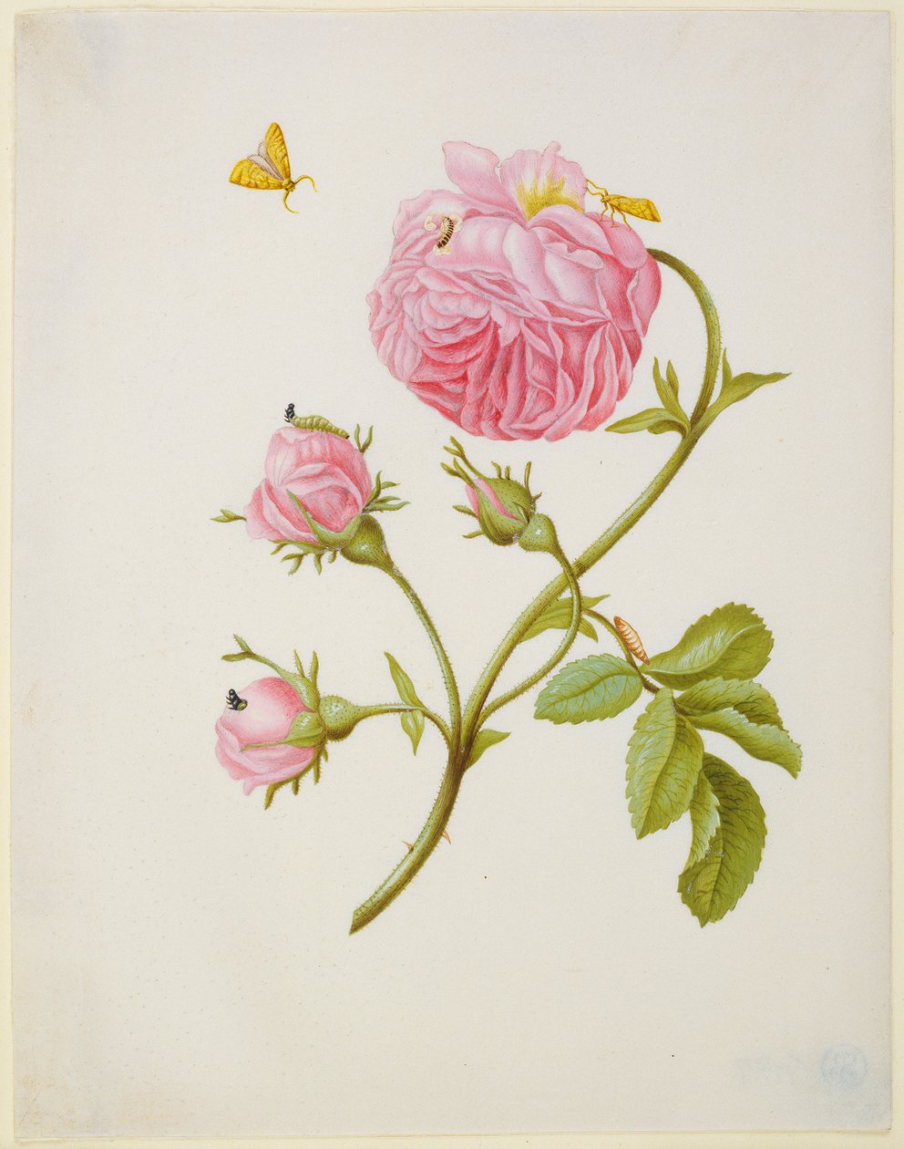 Rosa com metamorfose de um rolo-das-folhas e uma larva de besouro colada de Maria Sibylla Merian