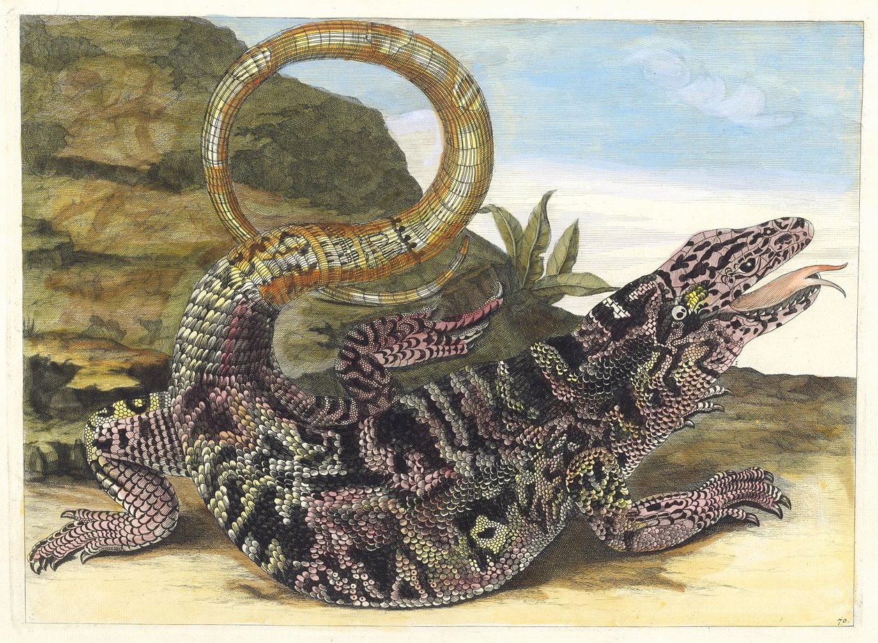 Sauvegarde. Do livro Metamorphosis insectorum Surinamensium, 1705. de Maria Sibylla Merian