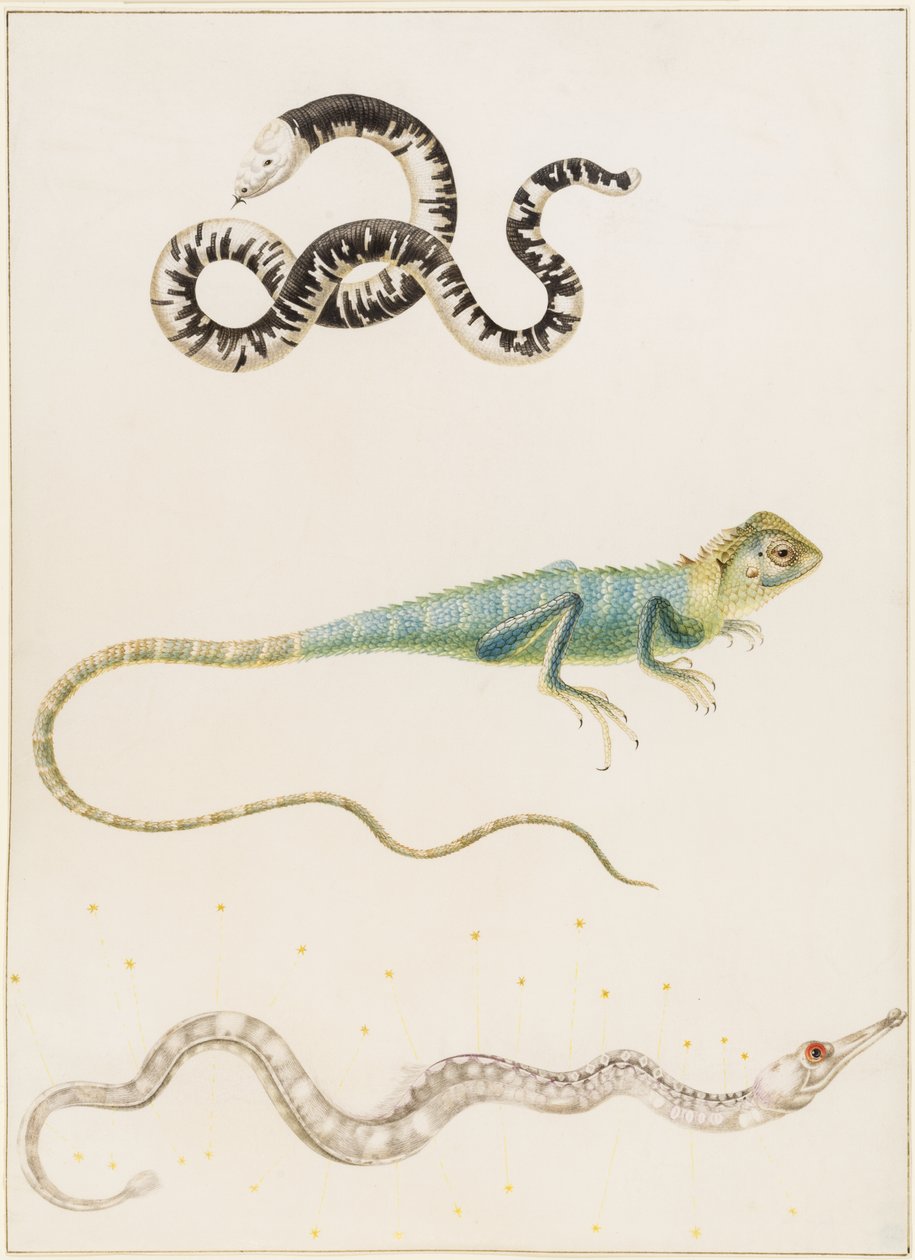 Lagarto-verme sul-americano de cabeça pequena, iguana ou lagarto arborícola das Índias Orientais e peixe-agulha de Maria Sibylla Merian