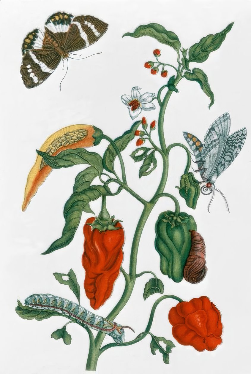 Capsicum - MS Merian de Maria Sibylla Merian