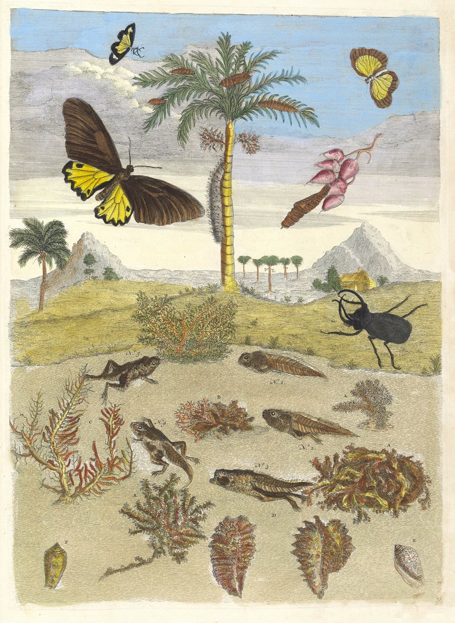 Besouro de veado, anfíbios e palmeiras. Do livro Metamorphosis insectorum..., 1705. de Maria Sibylla Merian