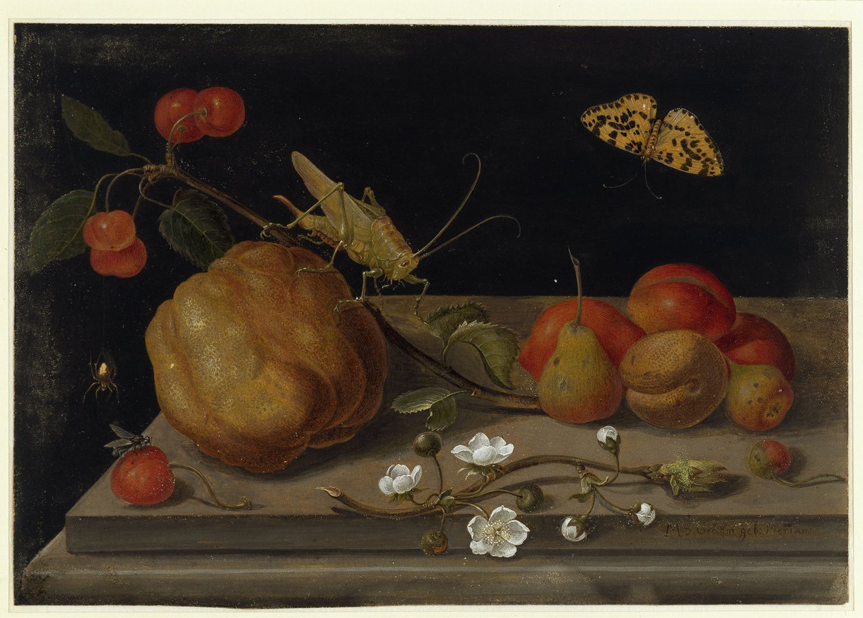 Natureza morta com frutas, um gafanhoto e uma borboleta de Maria Sibylla Merian