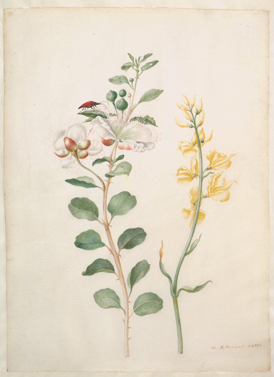 Estudo de alcaparras, tojo e um escaravelho de Maria Sibylla Merian
