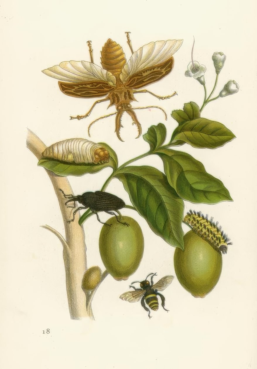 Tabu, besouro ... - MSMerian de Maria Sibylla Merian