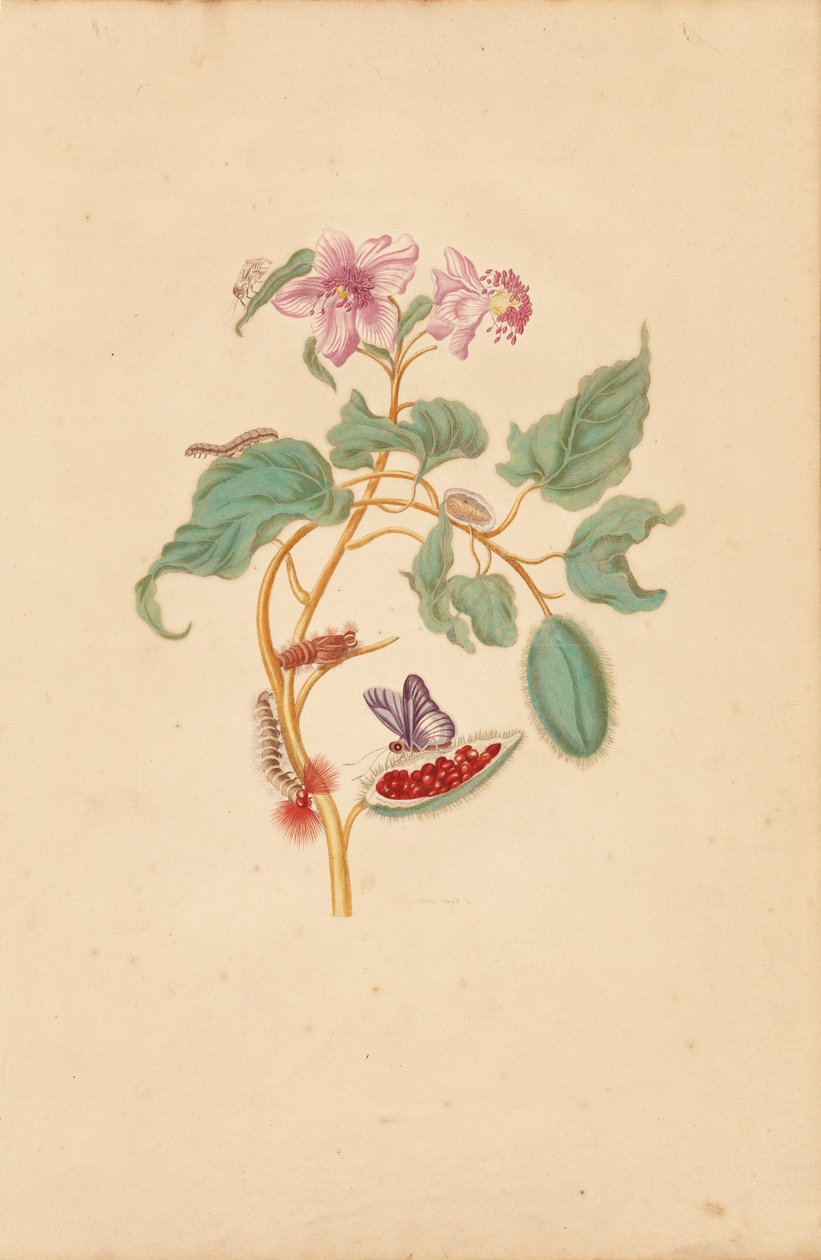 A árvore Rocu com lagartas, traças e borboletas de Maria Sibylla Merian