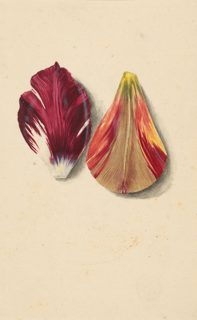 Duas folhas de tulipa. de Maria Sibylla Merian