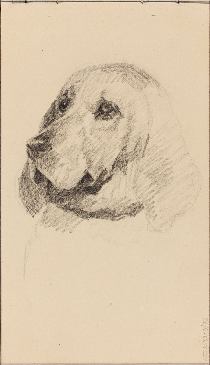 Cabeça de um cão de Maria Wiik