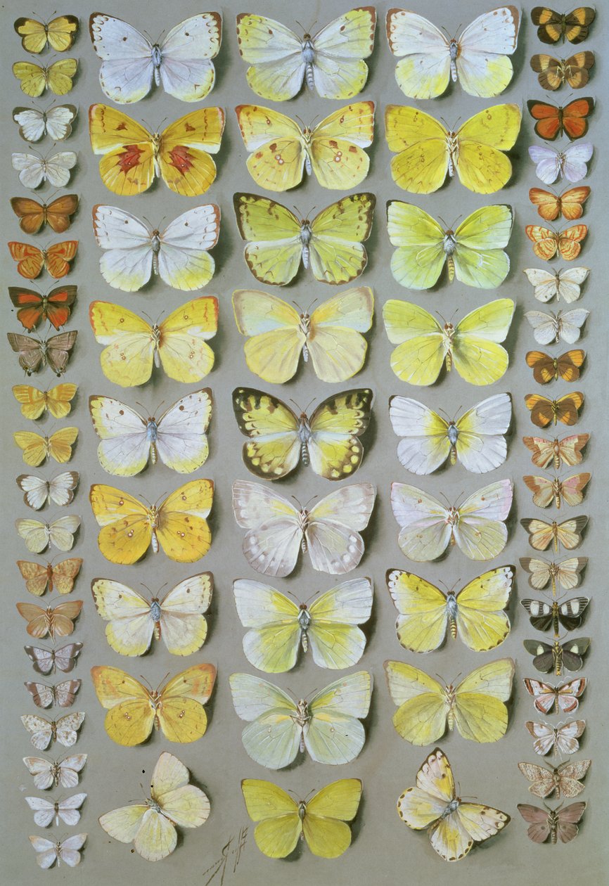 Borboletas Papuanas 1, 1917-18 de Marian Ellis Rowan