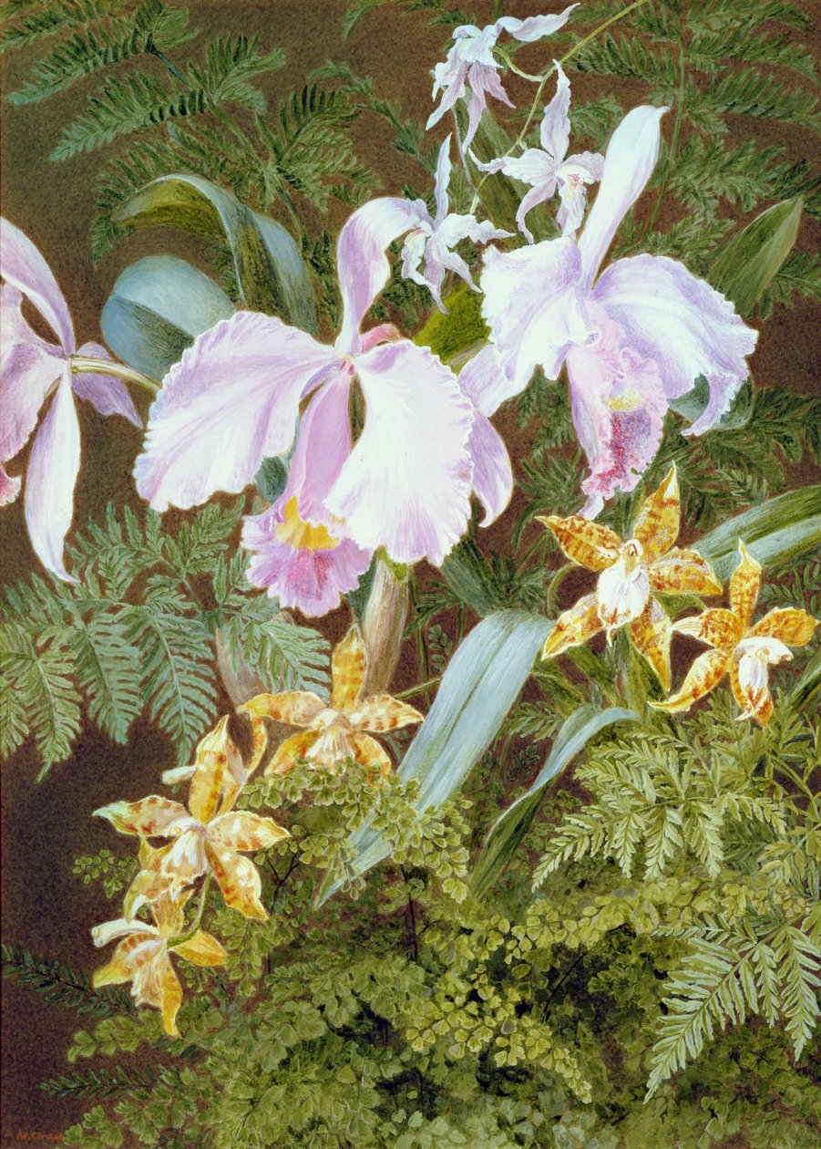 Orquídeas (wc e bodycolour no papel) de Marian Emma Chase
