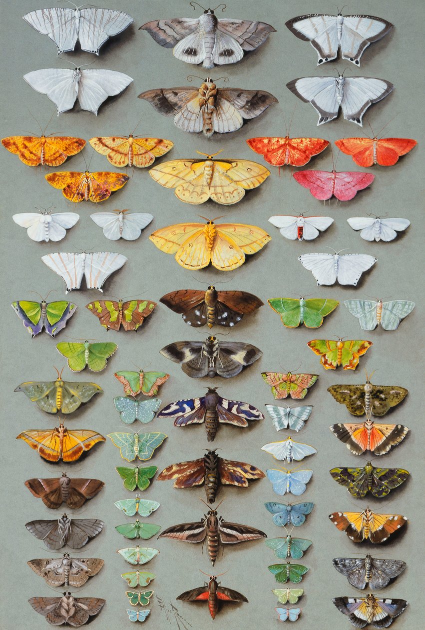 Sessenta e três mariposas, dispostas em três ou cinco colunas irregulares, de Marian Ellis Rowan