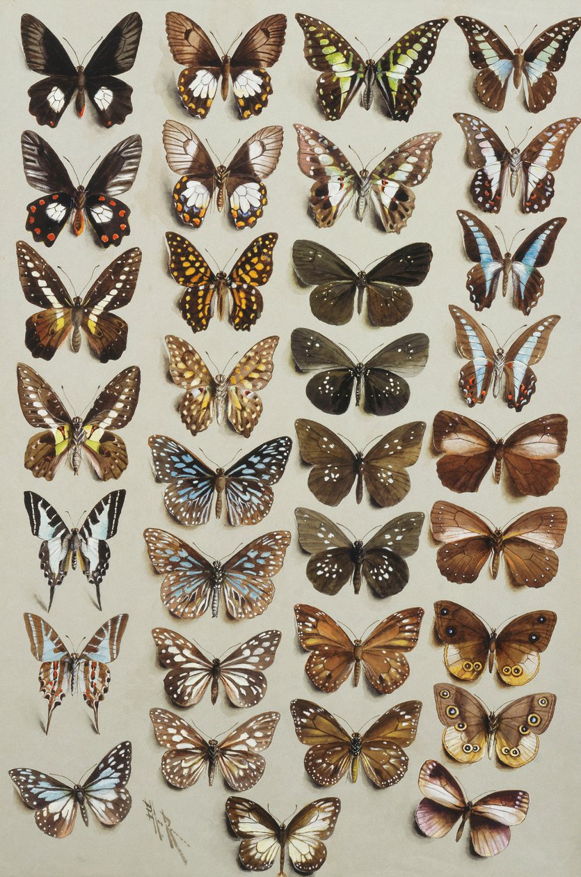 Trinta e três borboletas, em quatro colunas, pertencentes às famílias Papilionidae e Danainae, de Marian Ellis Rowan