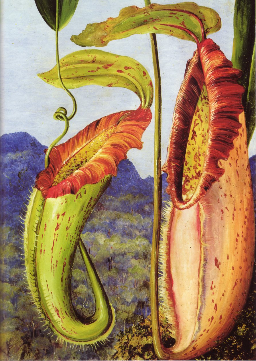 Uma nova planta de jarro das montanhas de calcário de Sarawak, Bornéu de Marianne North