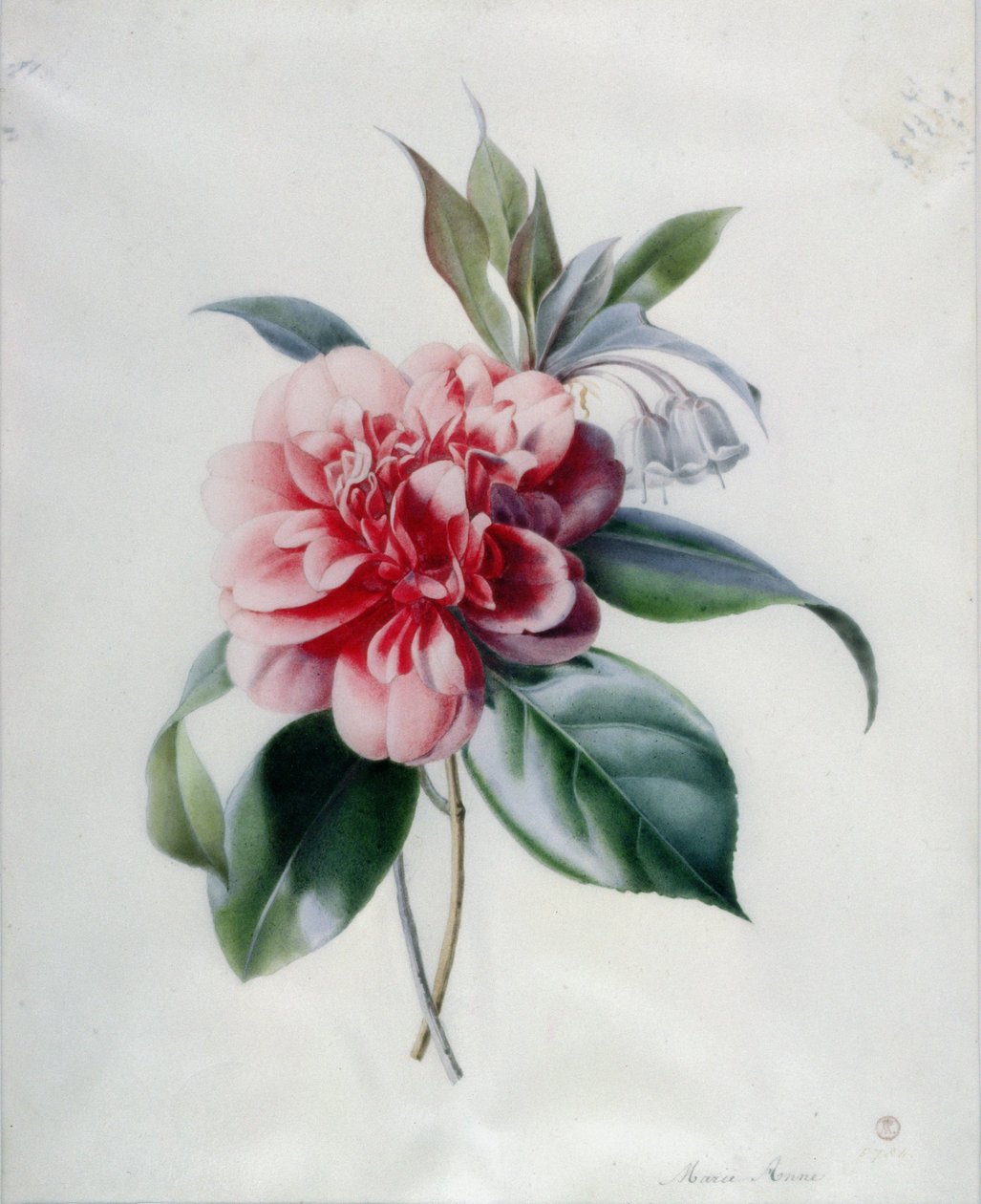 Camélia de Marie Anne
