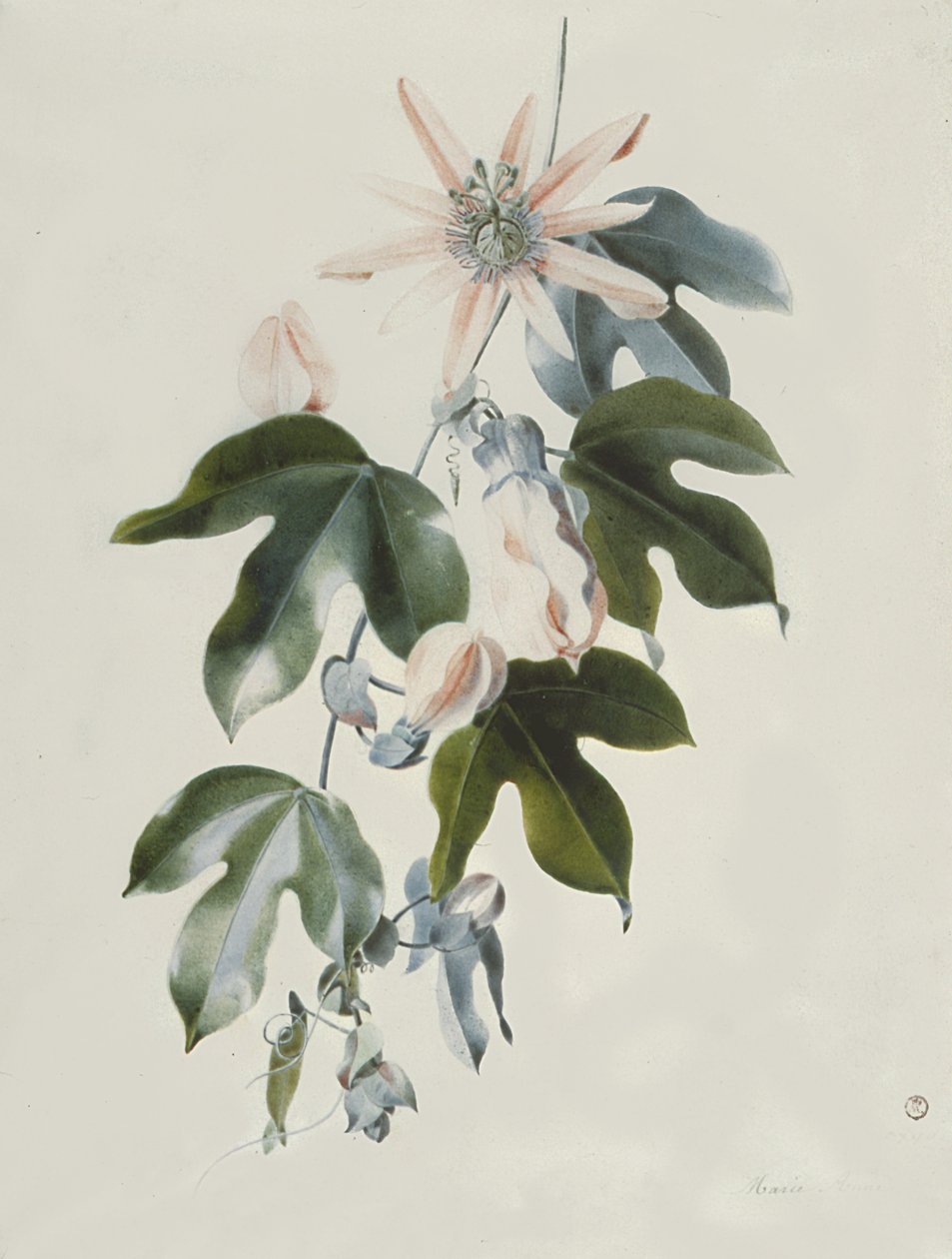 Clematis de Marie Anne