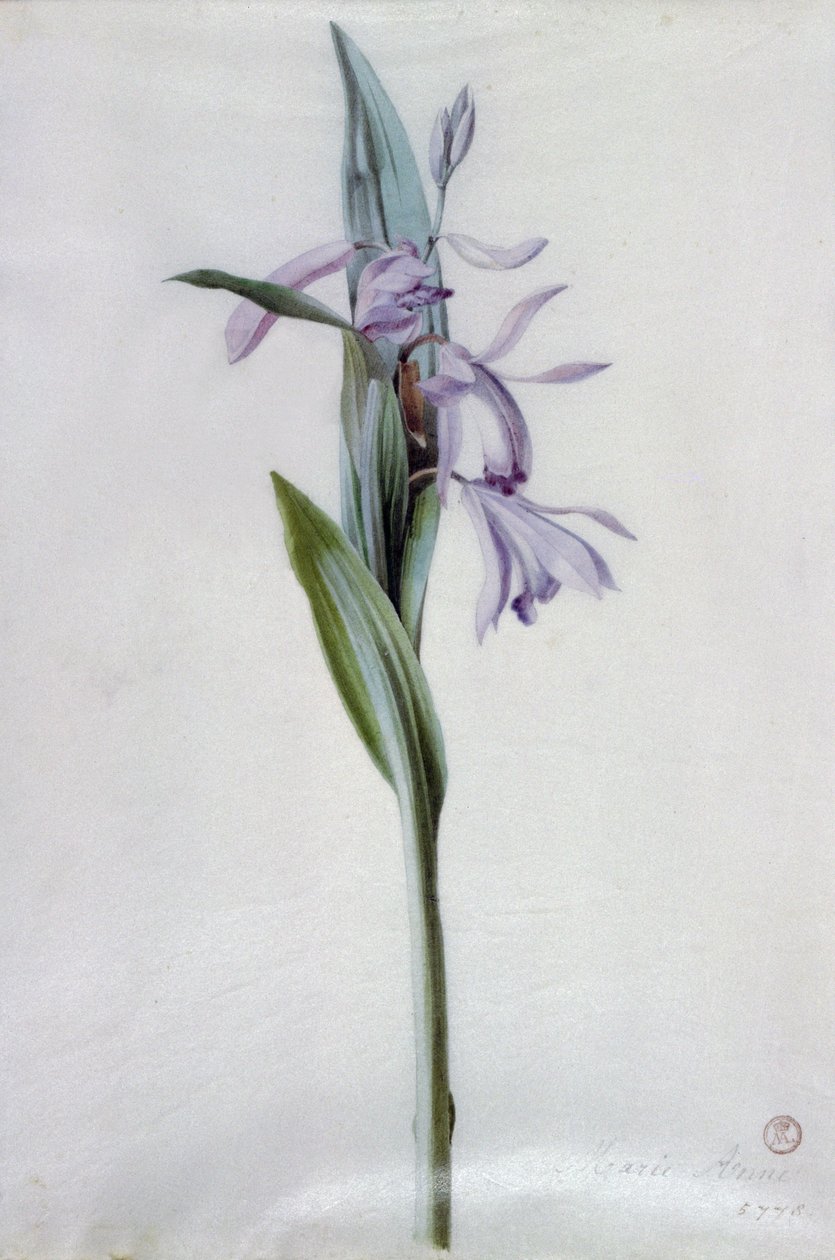 Pedaços de flores de Marie Anne