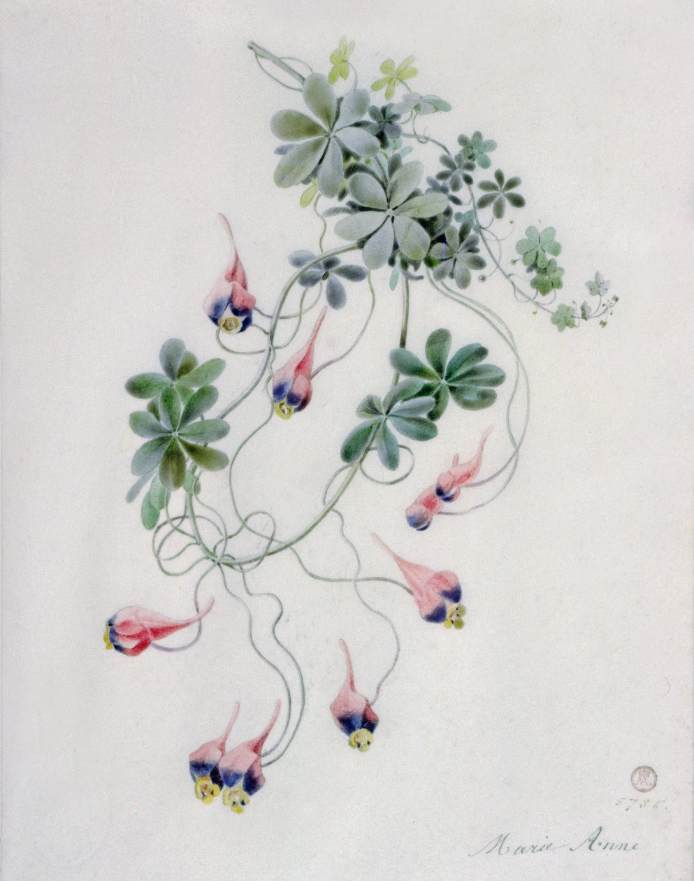 Pedaços de flores de Marie Anne