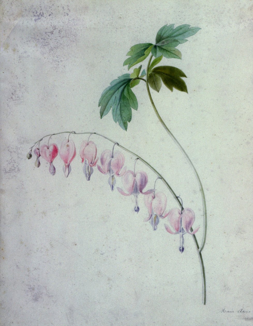 Pedaços de flores de Marie Anne