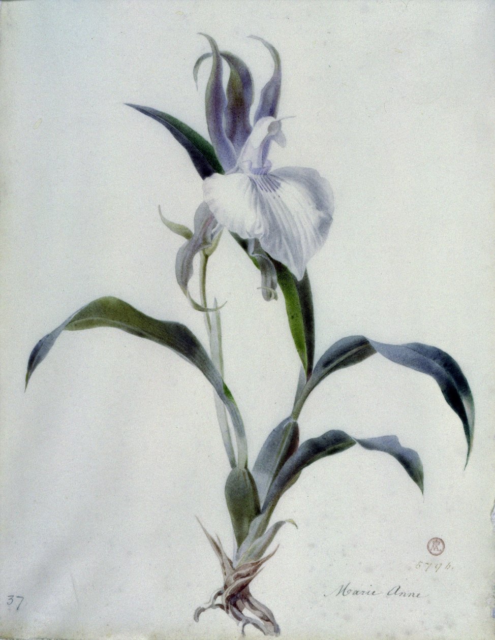 Pedaços de flores de Marie Anne