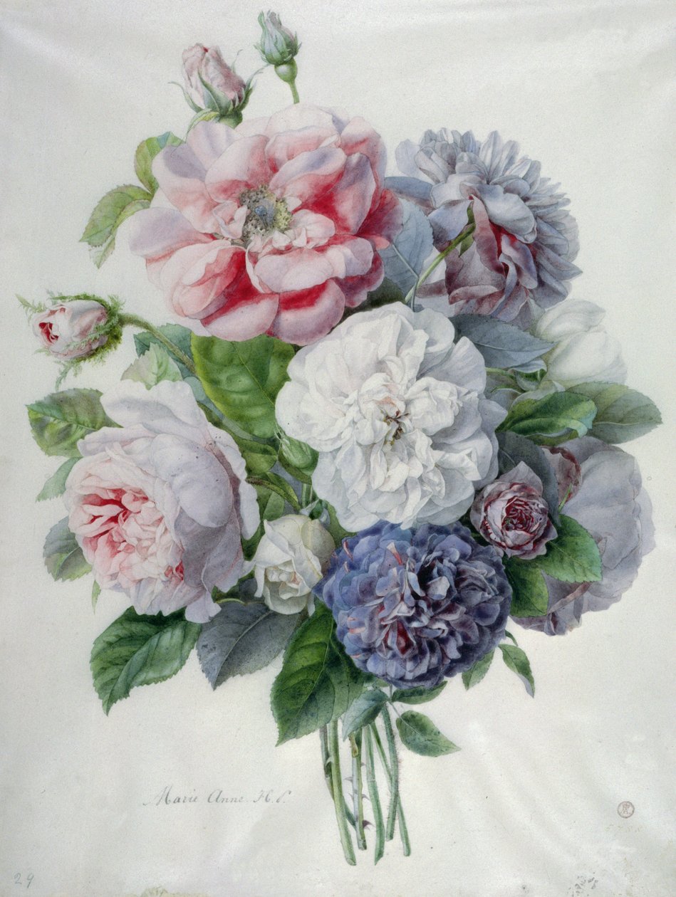 Pedaços de flores de Marie Anne