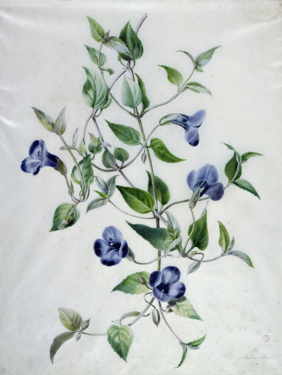Pedaços de flores de Marie Anne