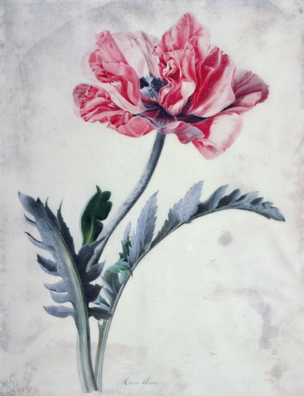 Pedaços De Flores, Papoula Oriental de Marie Anne