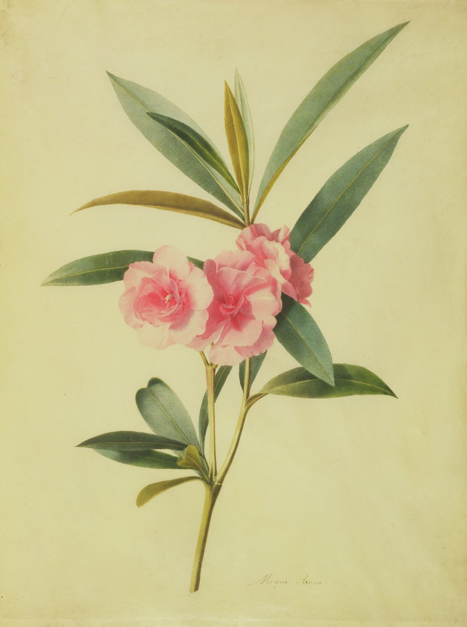 Oleandro Nerium (Rose Bay) (wc em velino) de Marie Anne