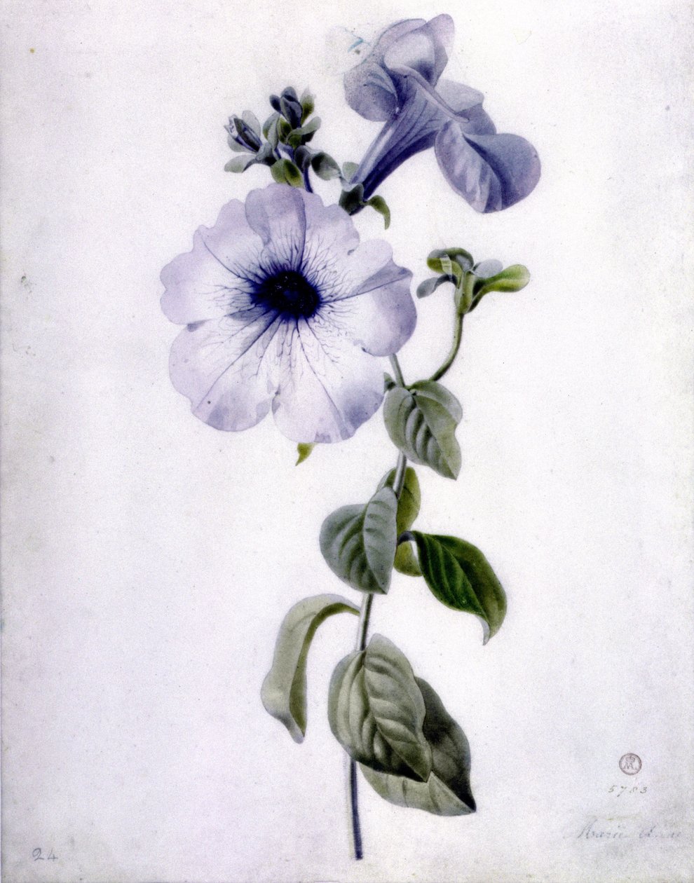 Petúnia de Marie Anne