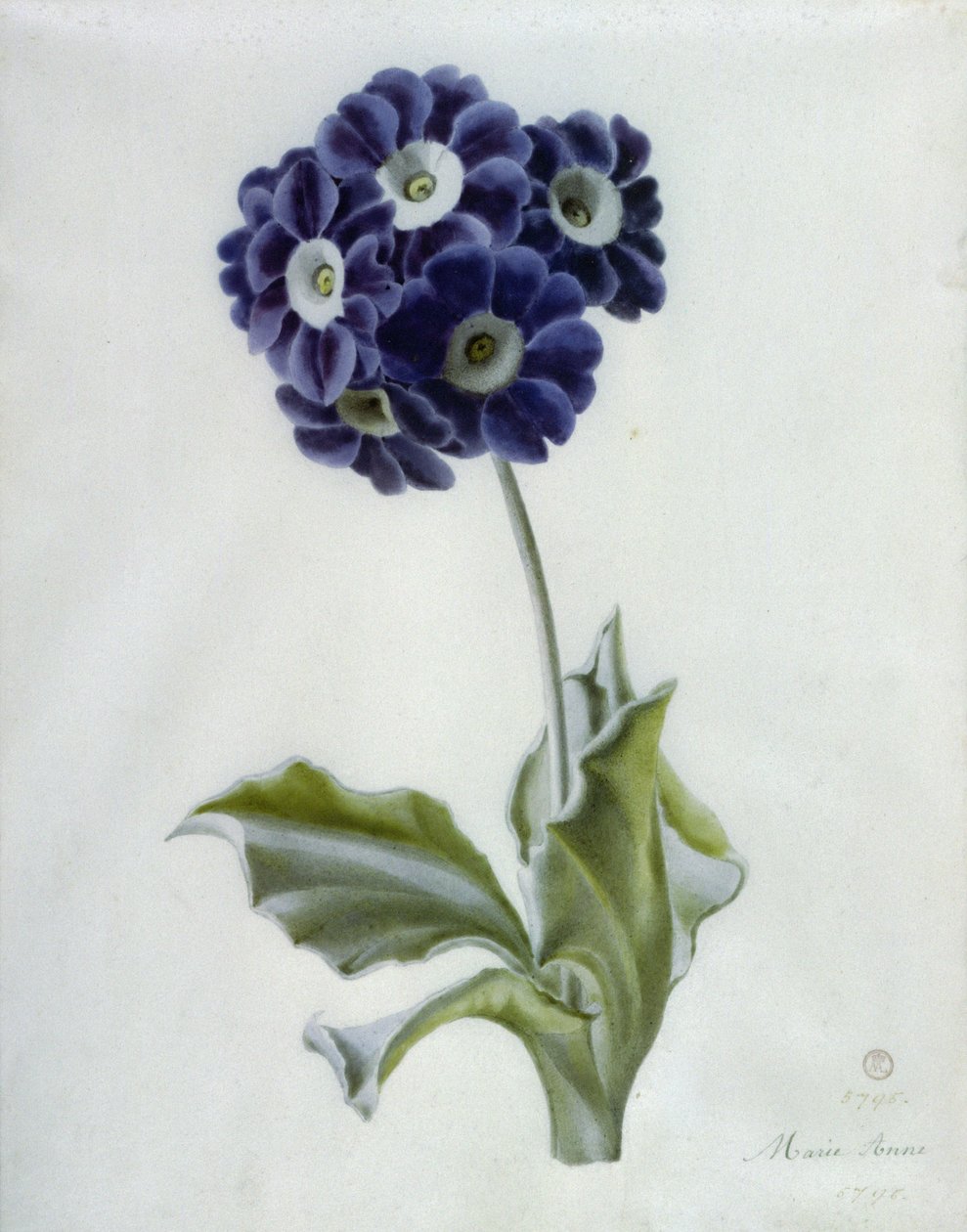 Polyanthus de Marie Anne