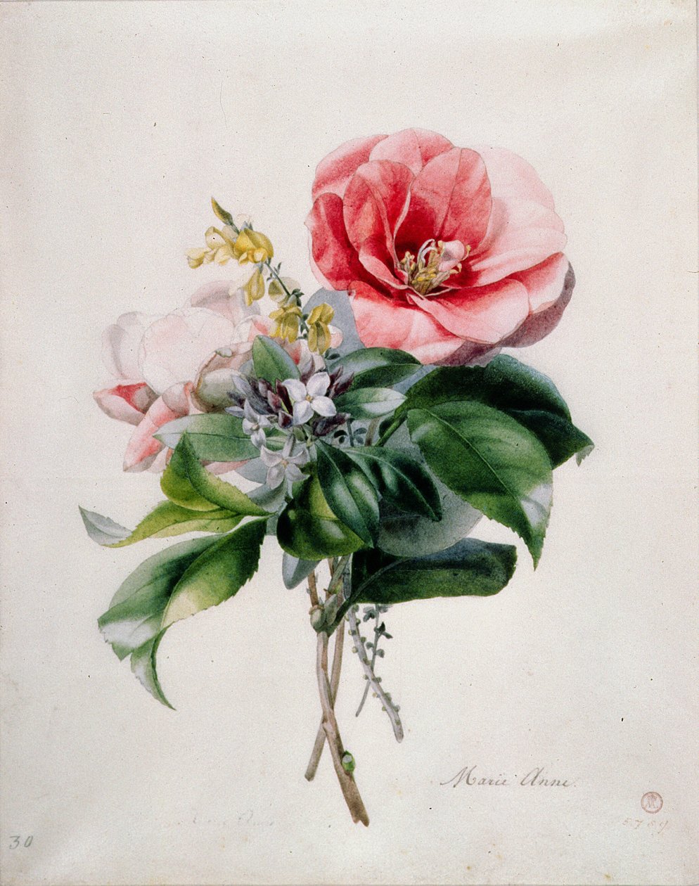 wamellia e vassoura de Marie Anne
