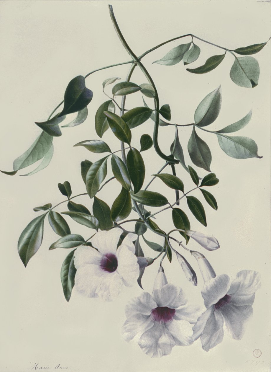 Jasmim de Marie Anne