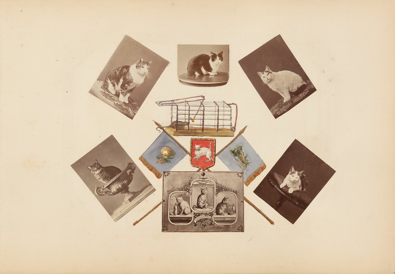 O álbum Madame B de Marie Blanche Hennelle Fournier