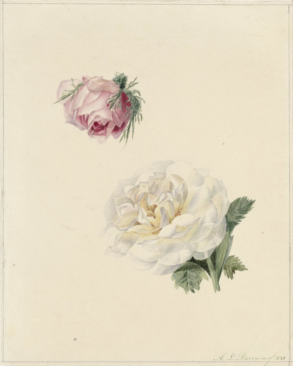 Estudos de uma rosa e uma rosa branca de Marie Louise Praetorius
