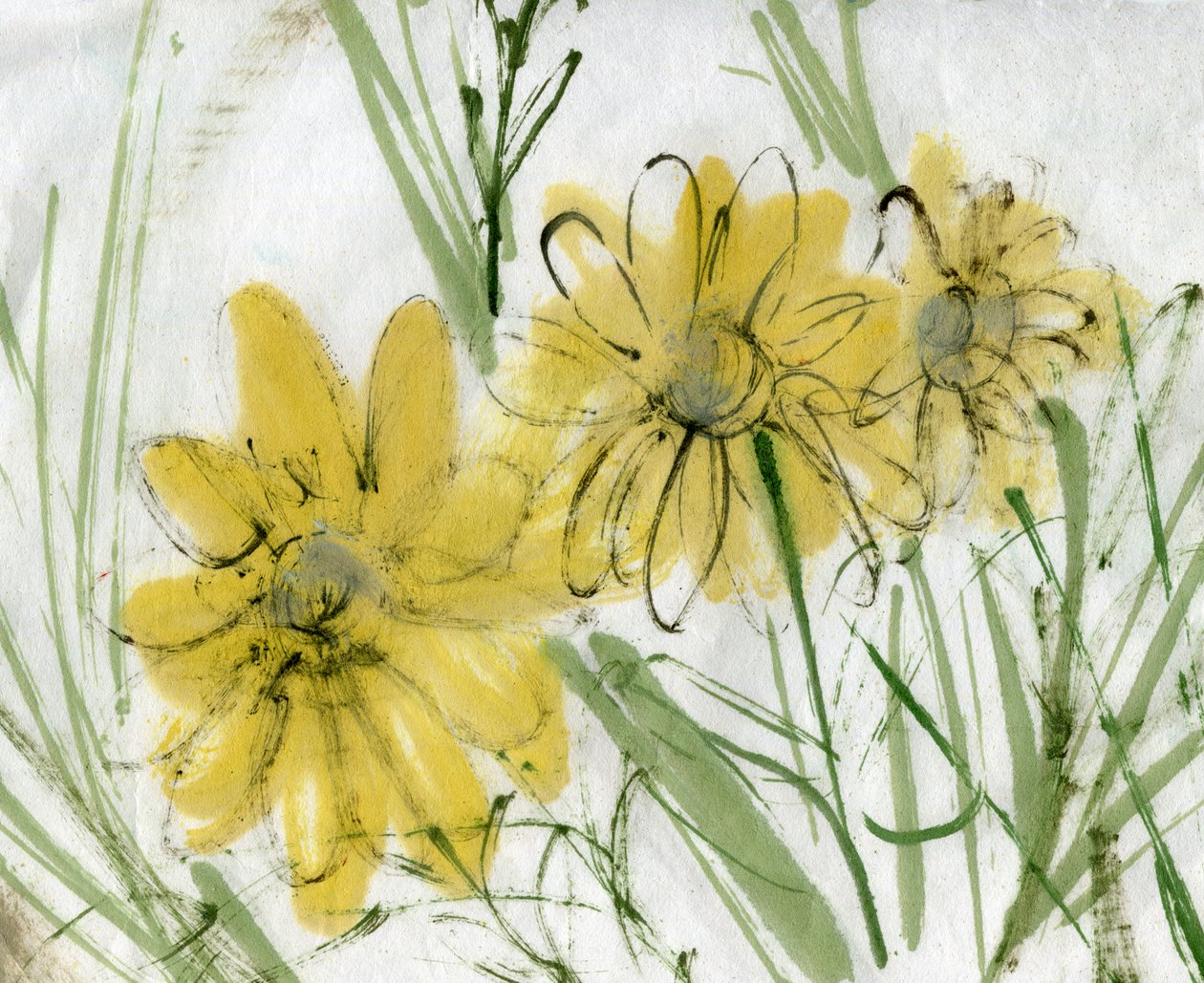 Margaridas 2 de Marina Falco