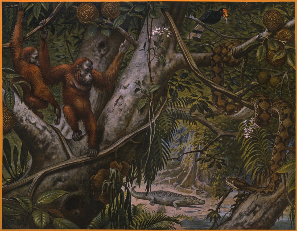 Animais selvagens da floresta tropical de Marinus Adrianus Koekkoek