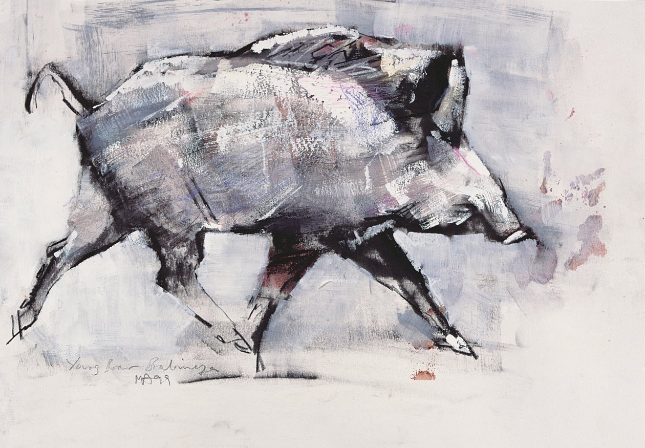 Javali, Bialowieza, Polônia (mídia mista no papel) de Mark Adlington