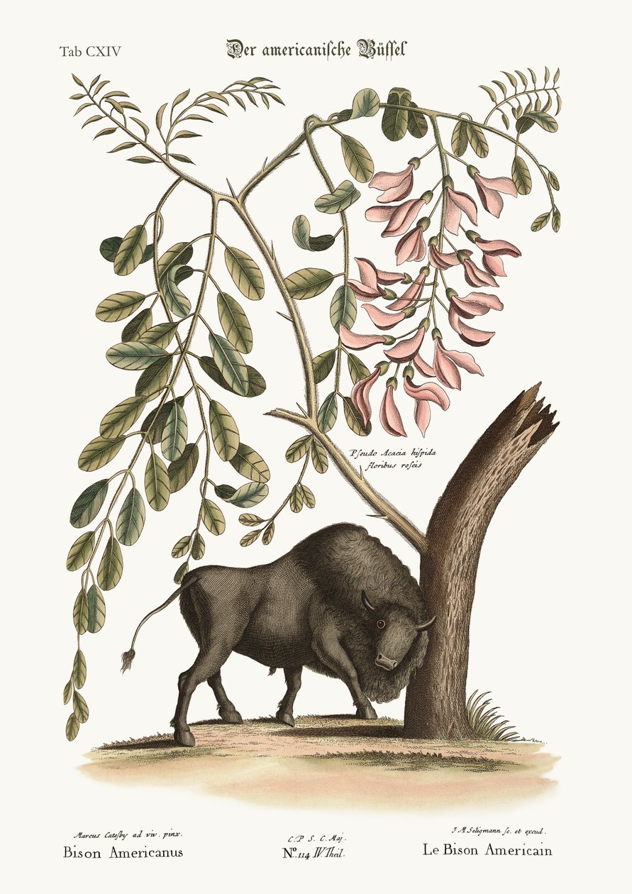 O bisonte americano, 1749-73 de Mark Catesby