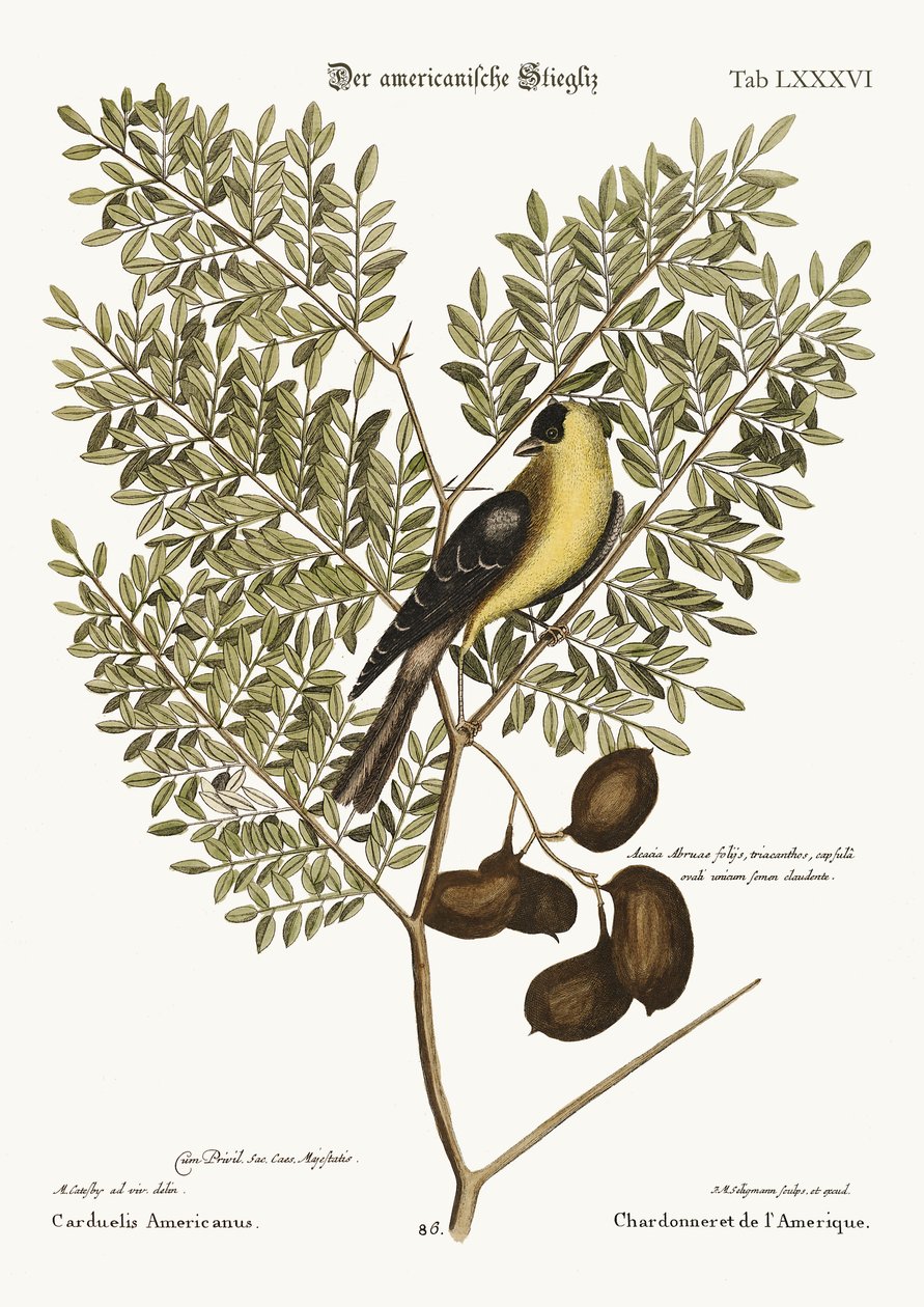 O pintassilgo americano, 1749-73 de Mark Catesby