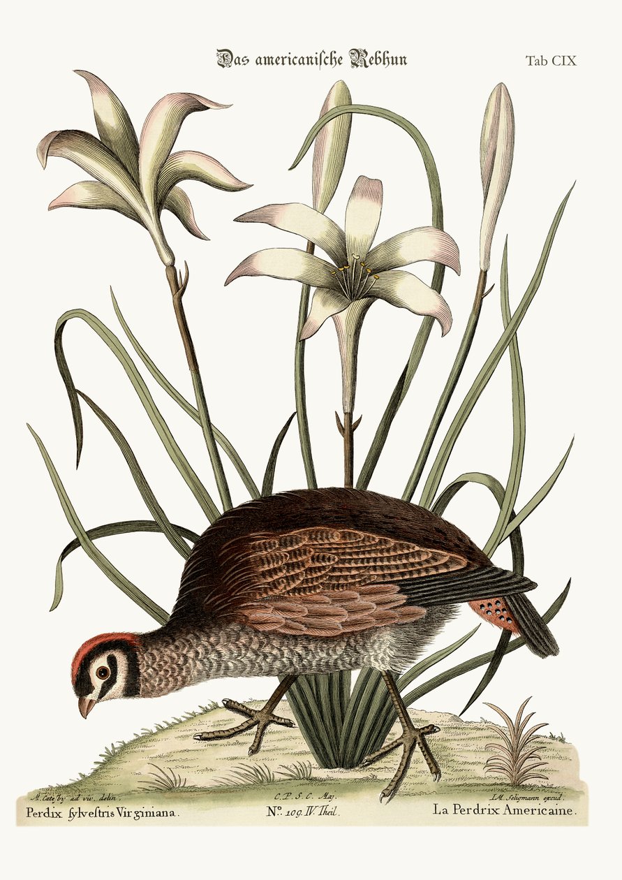 A perdiz americana, 1749-73 de Mark Catesby
