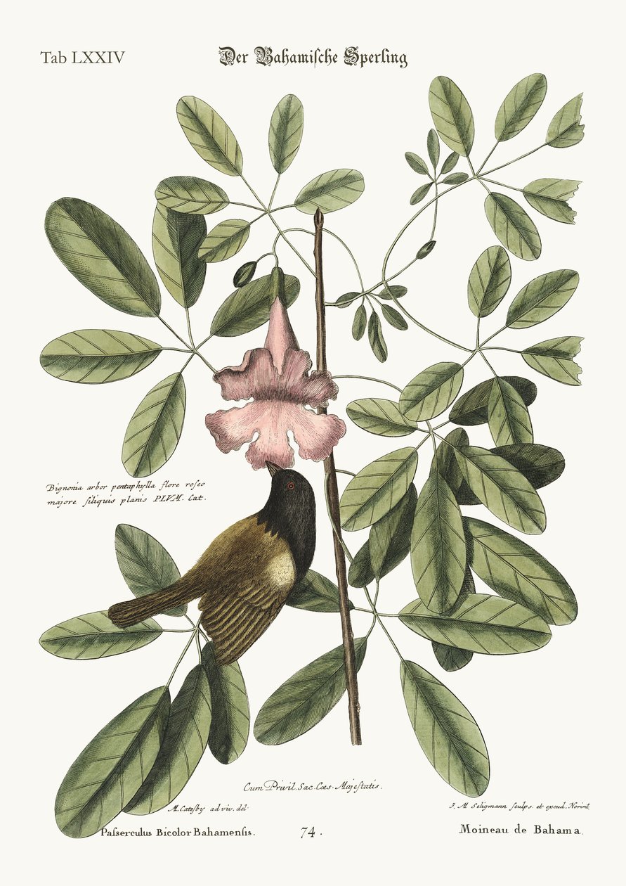 O pardal de Bahama, 1749-73 de Mark Catesby