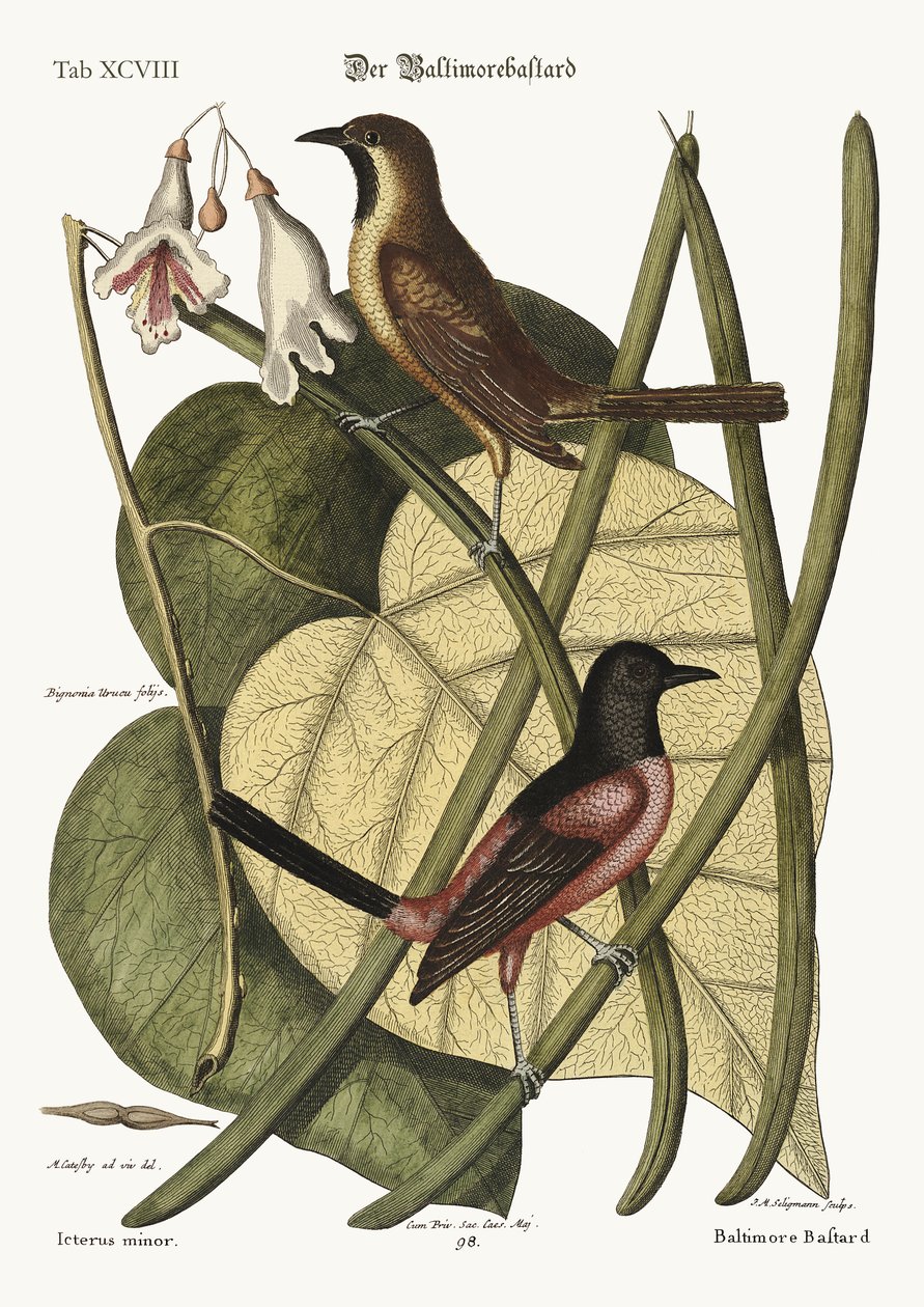 O bastardo Baltimore, 1749-73 de Mark Catesby