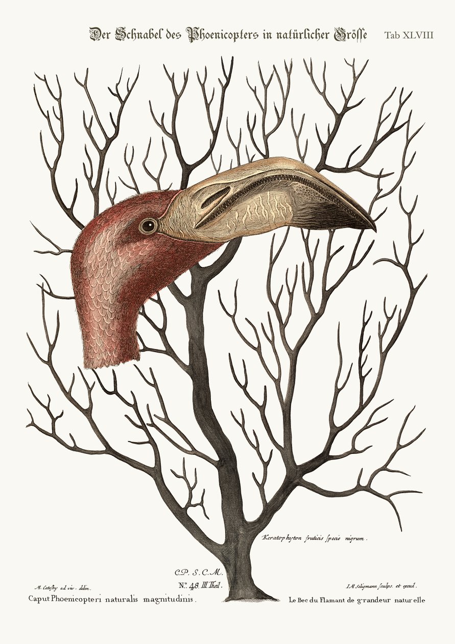 A conta do flamingo em suas dimensões cheias, 1749-73 de Mark Catesby