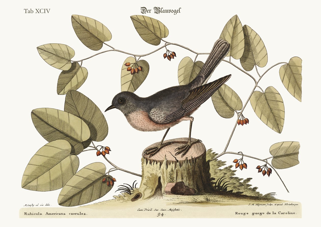 O Pássaro Azul, 1749-73 de Mark Catesby