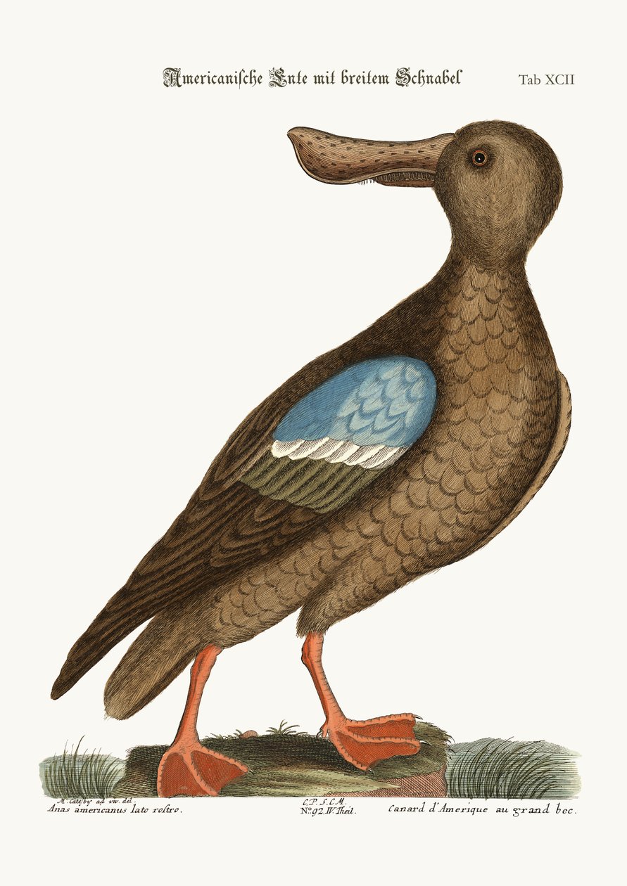 O Pato-colhereiro de asa azul, 1749-73 de Mark Catesby