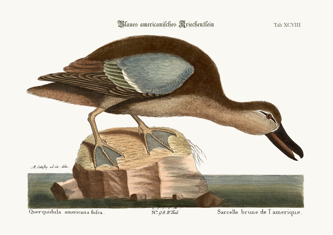 O Teal de asa azul, 1749-73 de Mark Catesby