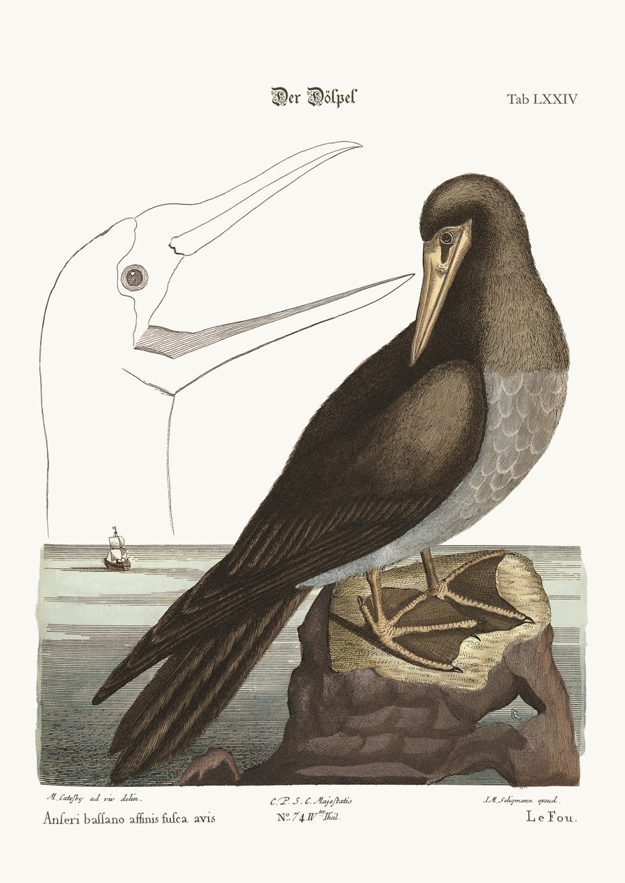 O Booby, 1749-73 de Mark Catesby