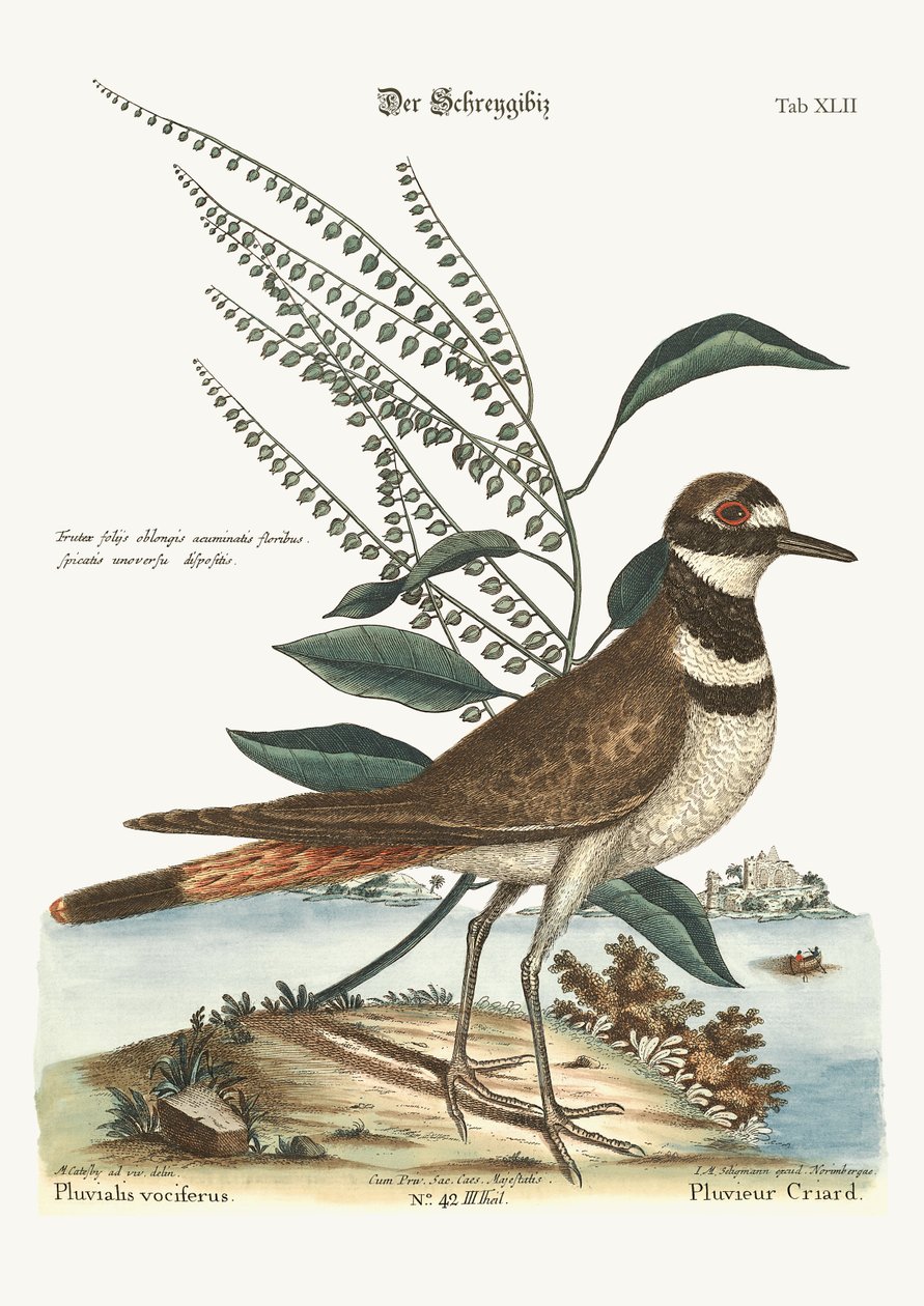 A tarambola, 1749-73 de Mark Catesby