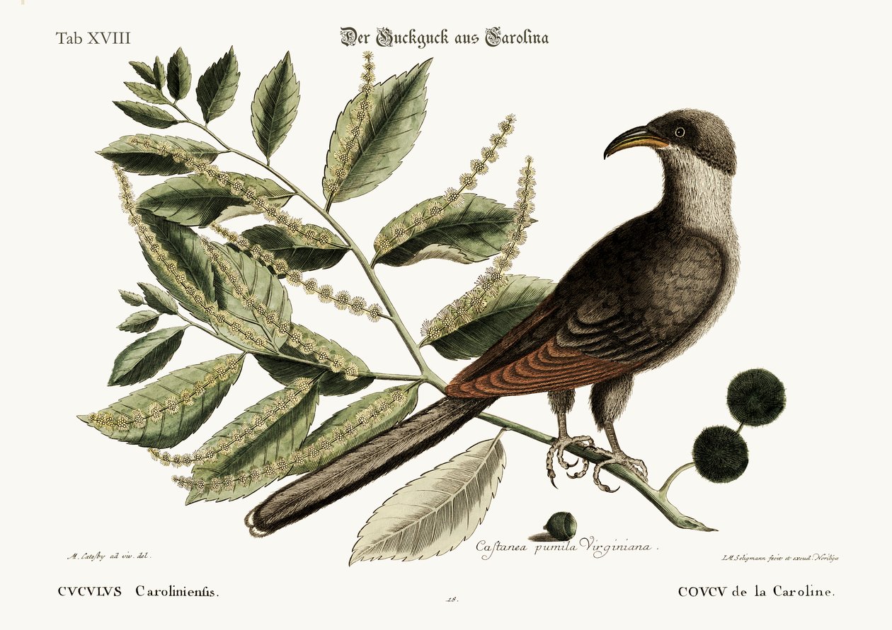 O Cuckow de Carolina, 1749-73 de Mark Catesby